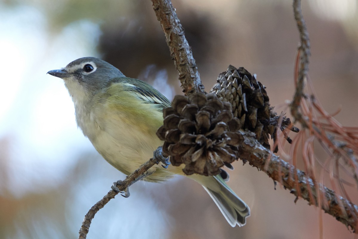 Cassin's Vireo - Evan Thomas