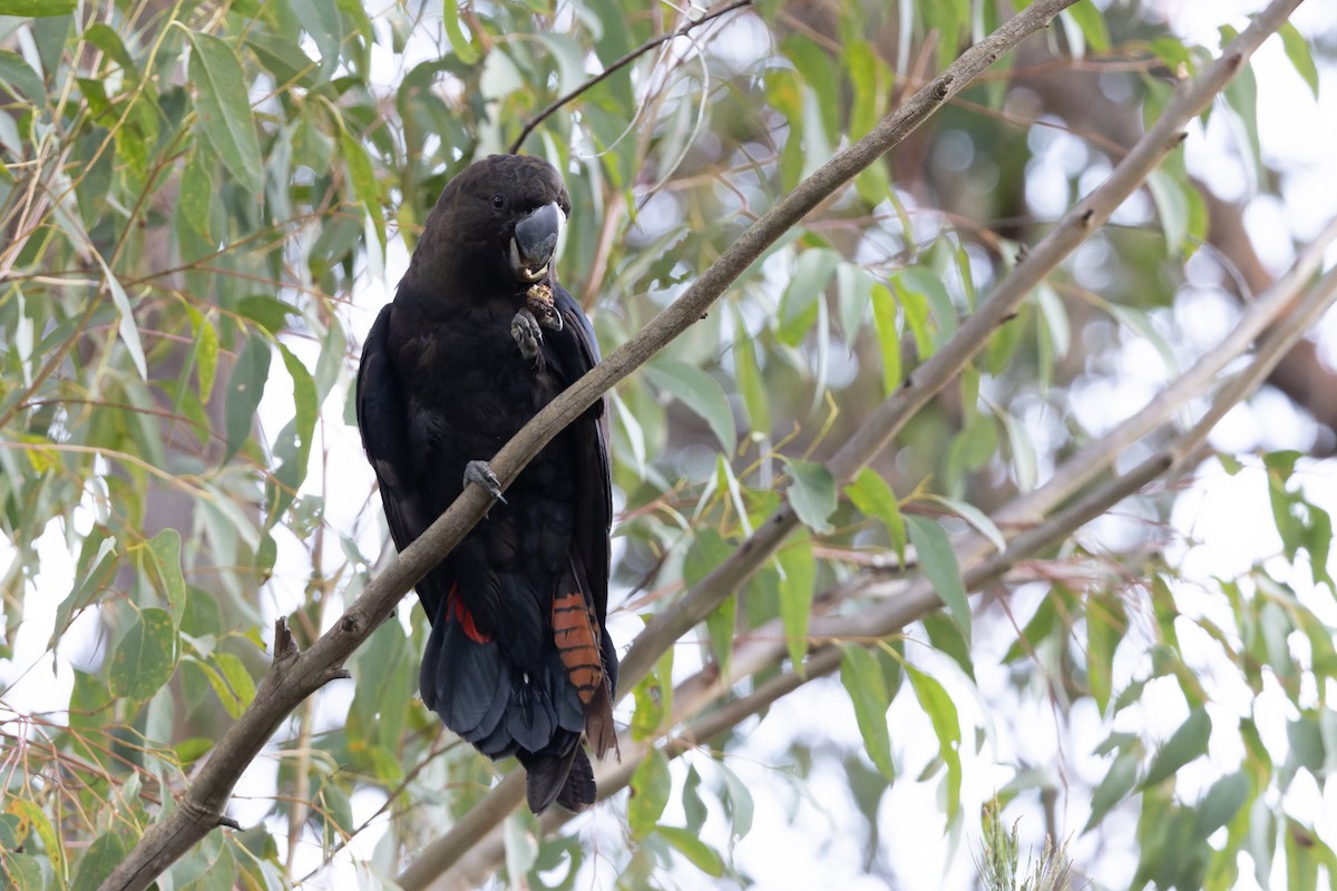Glossy Black-Cockatoo - ML623120016