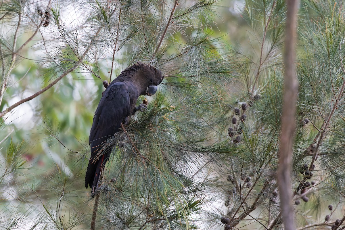 Glossy Black-Cockatoo - ML623120020