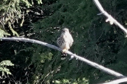 American Kestrel - ML623120028