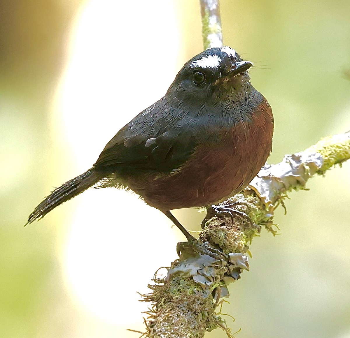 Chestnut-bellied Chat-Tyrant - ML623120052