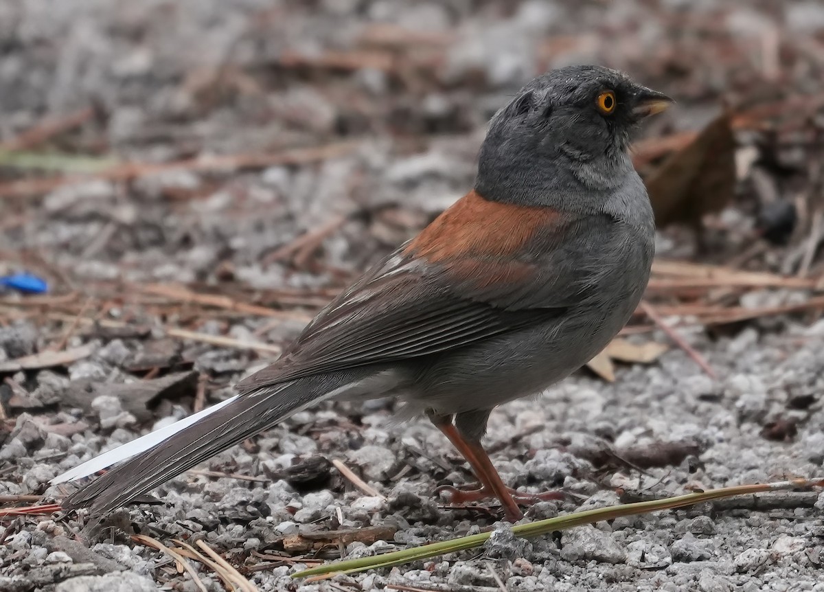 Yellow-eyed Junco - Georges Kleinbaum