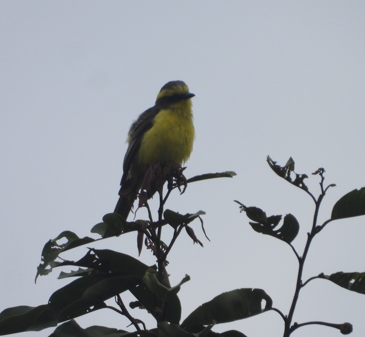 Lemon-browed Flycatcher - ML623120074