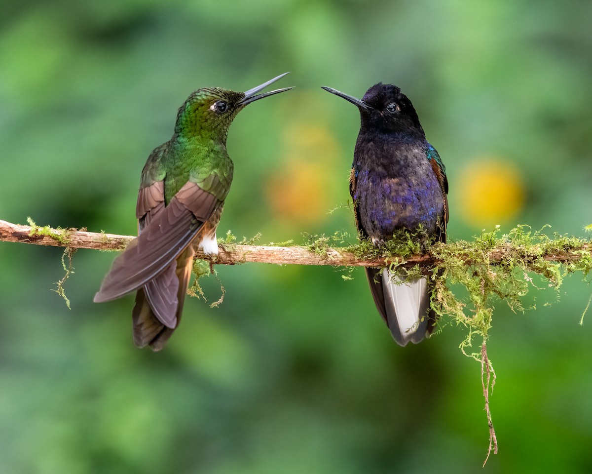 Velvet-purple Coronet - Hank Davis