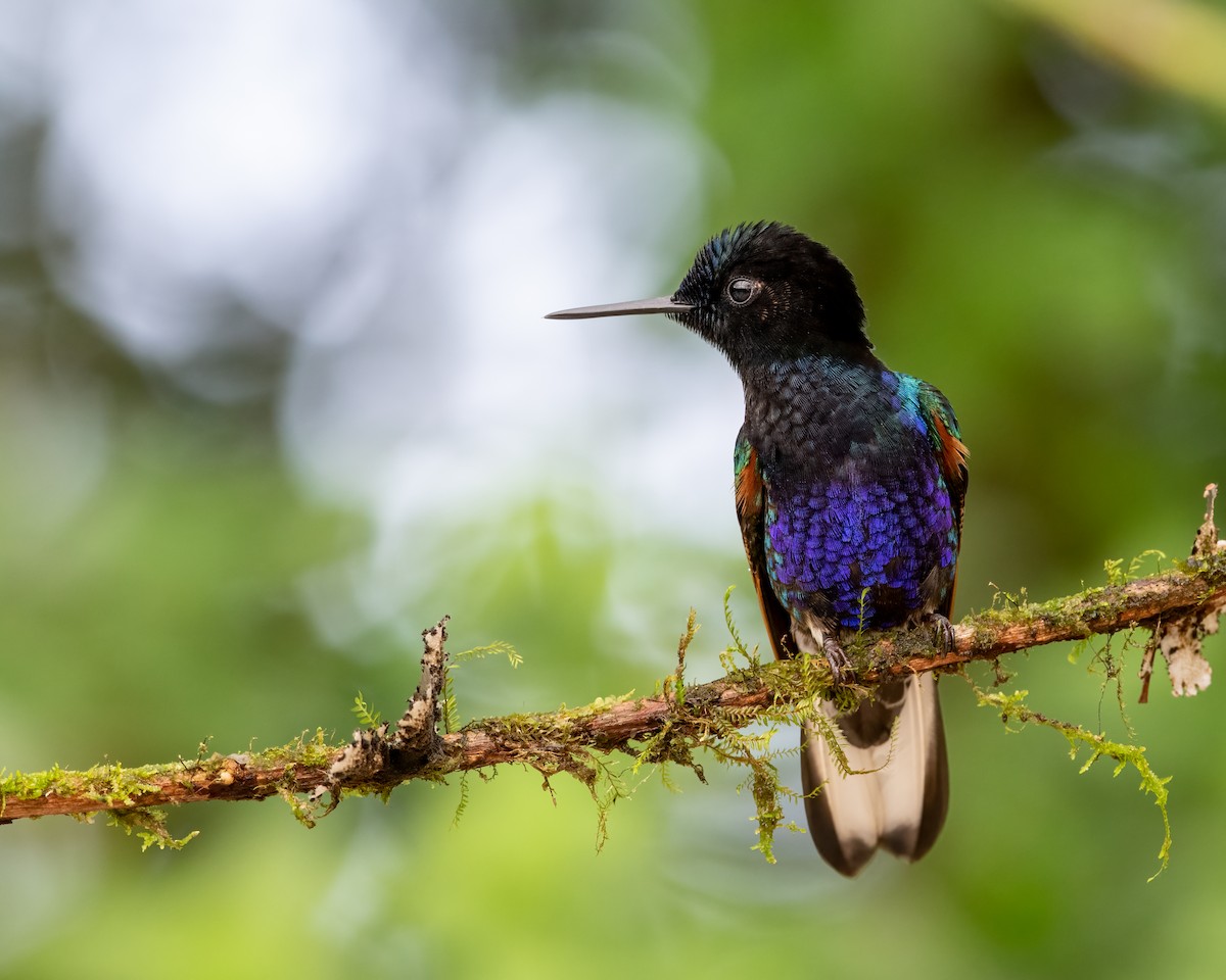 Velvet-purple Coronet - ML623120178