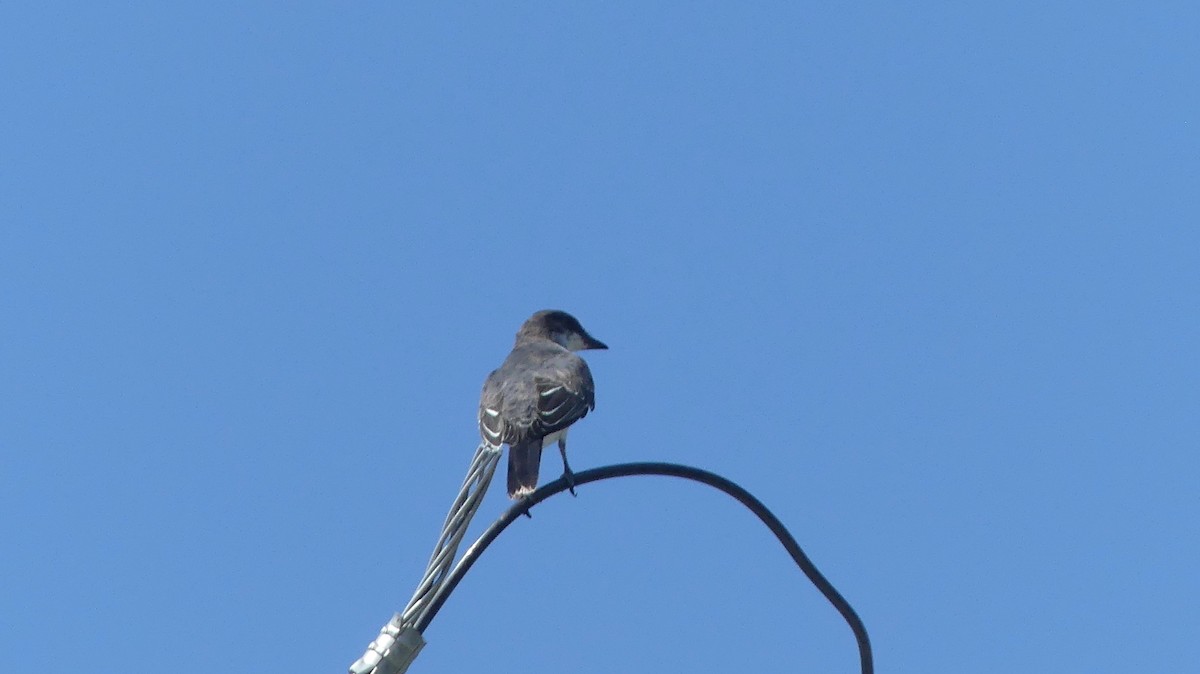 Eastern Kingbird - ML623120266