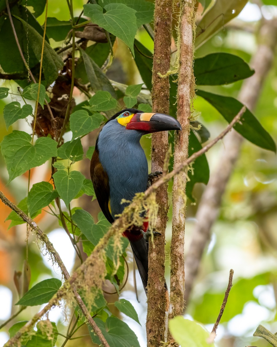 Toucan montagnard - ML623120271