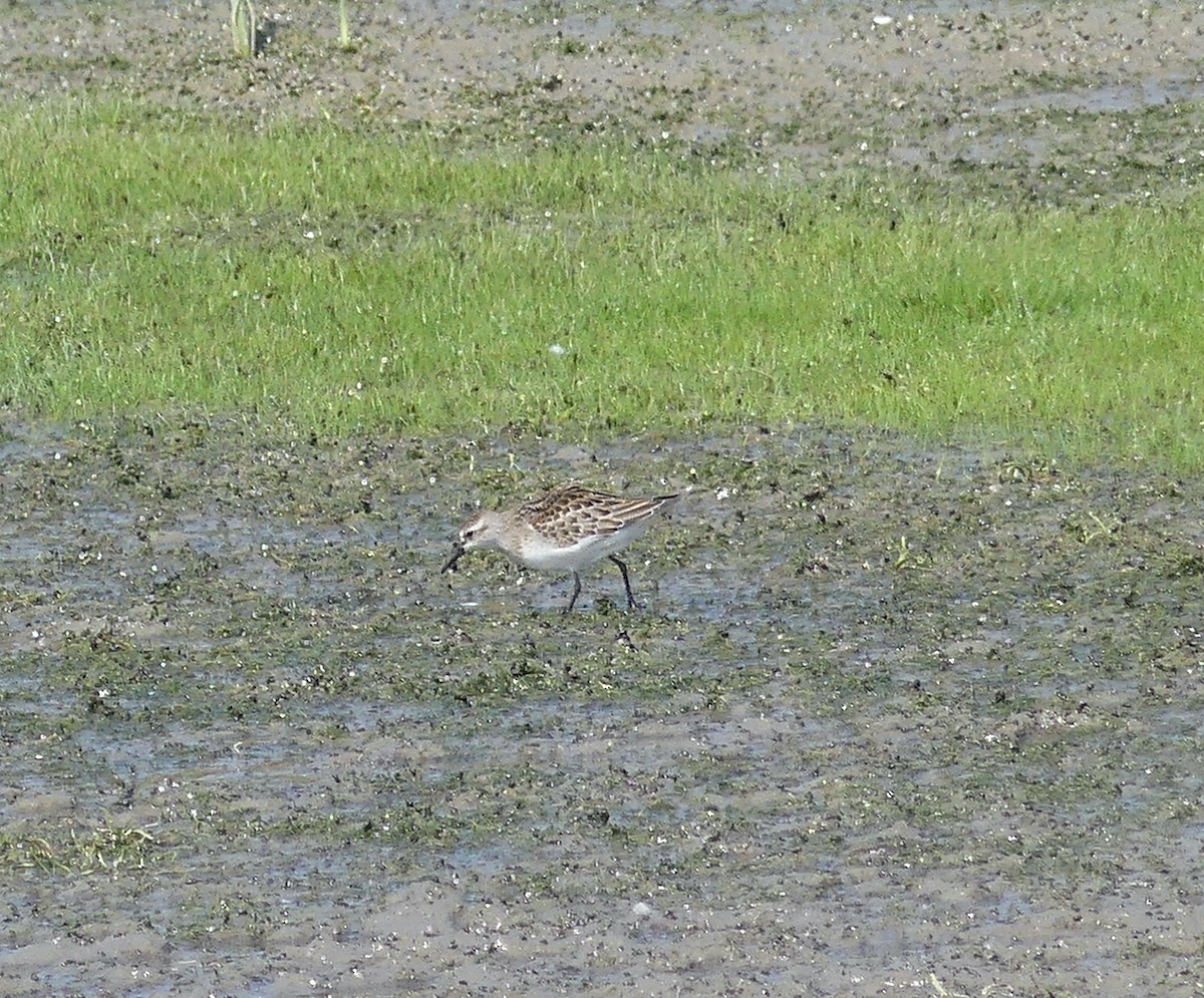 Semipalmated Sandpiper - ML623120272