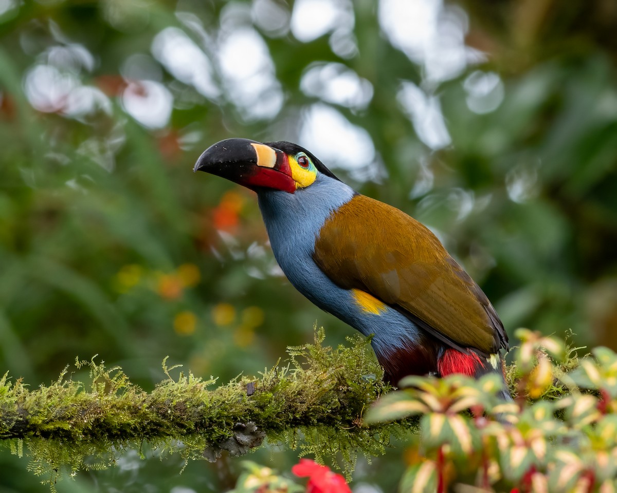 Toucan montagnard - ML623120273