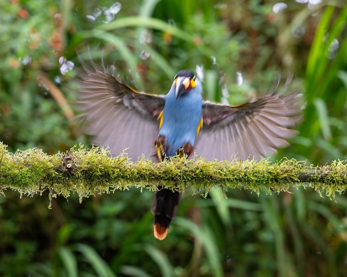 Plate-billed Mountain-Toucan - ML623120274