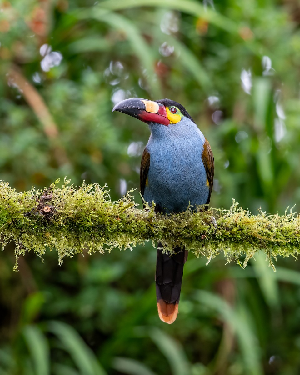 Plate-billed Mountain-Toucan - ML623120277