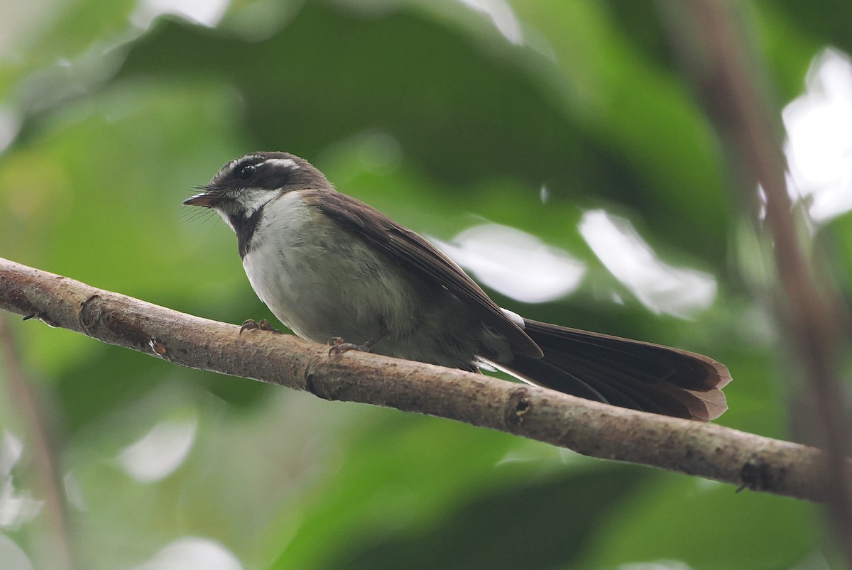 Kadavu Fantail - ML623120283