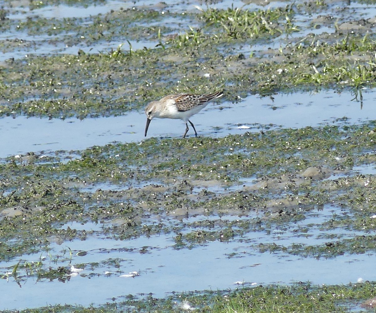 Bergstrandläufer - ML623120284