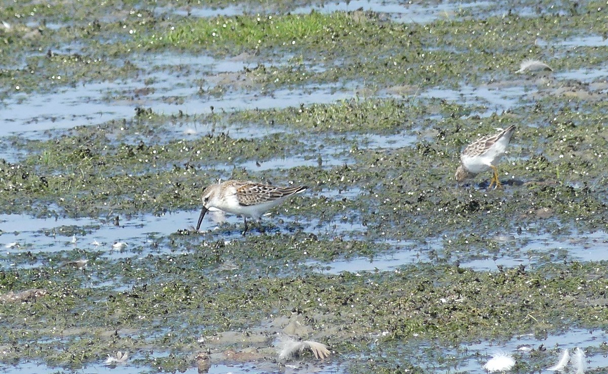 Western Sandpiper - ML623120285