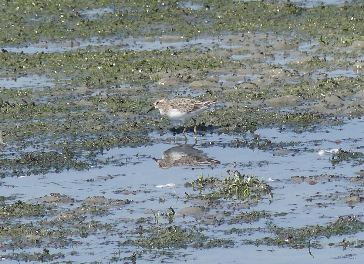 Least Sandpiper - Leslie Sours