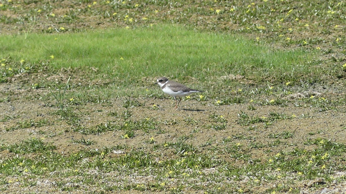 Semipalmated Plover - ML623120304