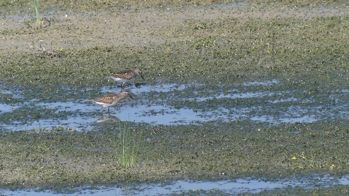 Wiesenstrandläufer - ML623120314