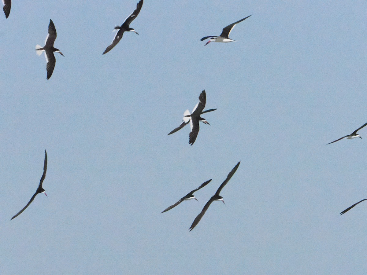 Black Skimmer - ML623120322