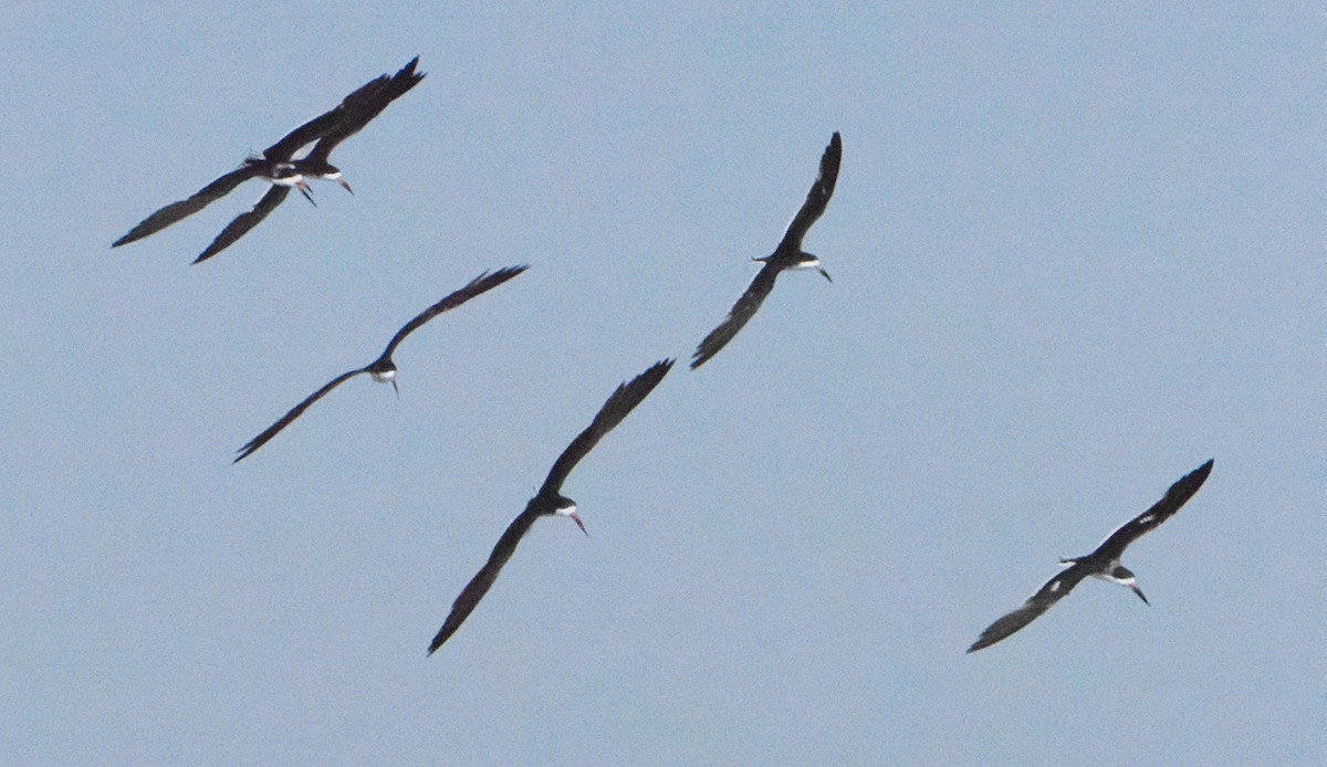 Black Skimmer - ML623120325