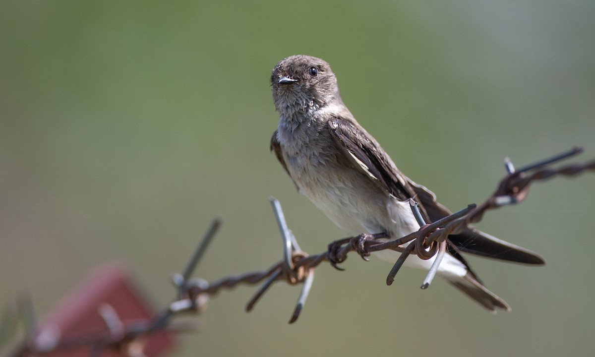 Plain Martin - ML623120383