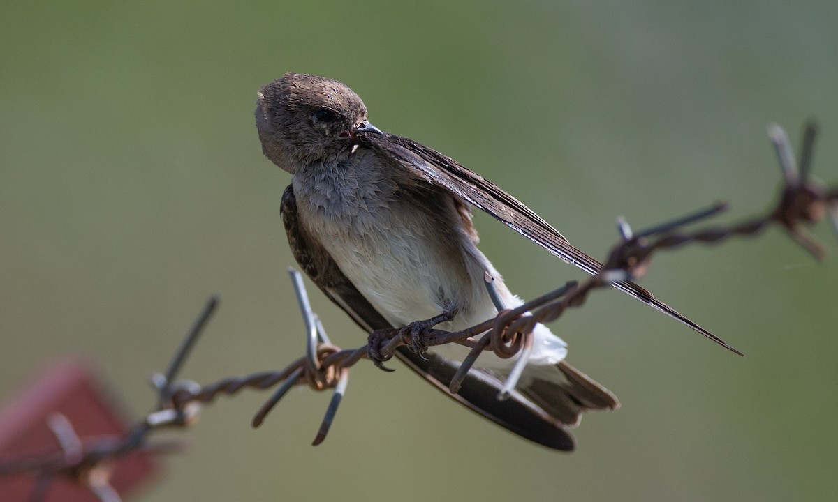 Plain Martin - ML623120387