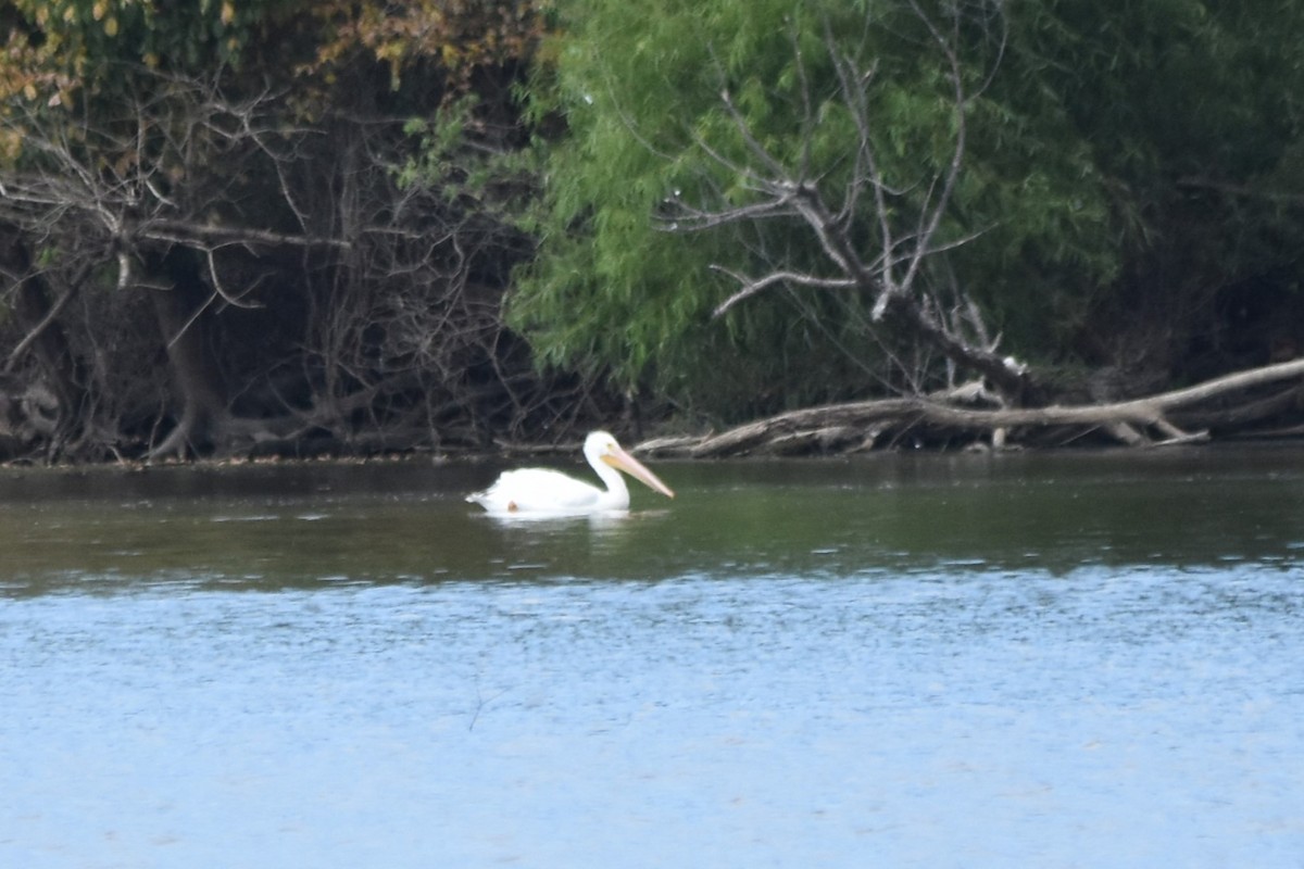 American White Pelican - ML623120388