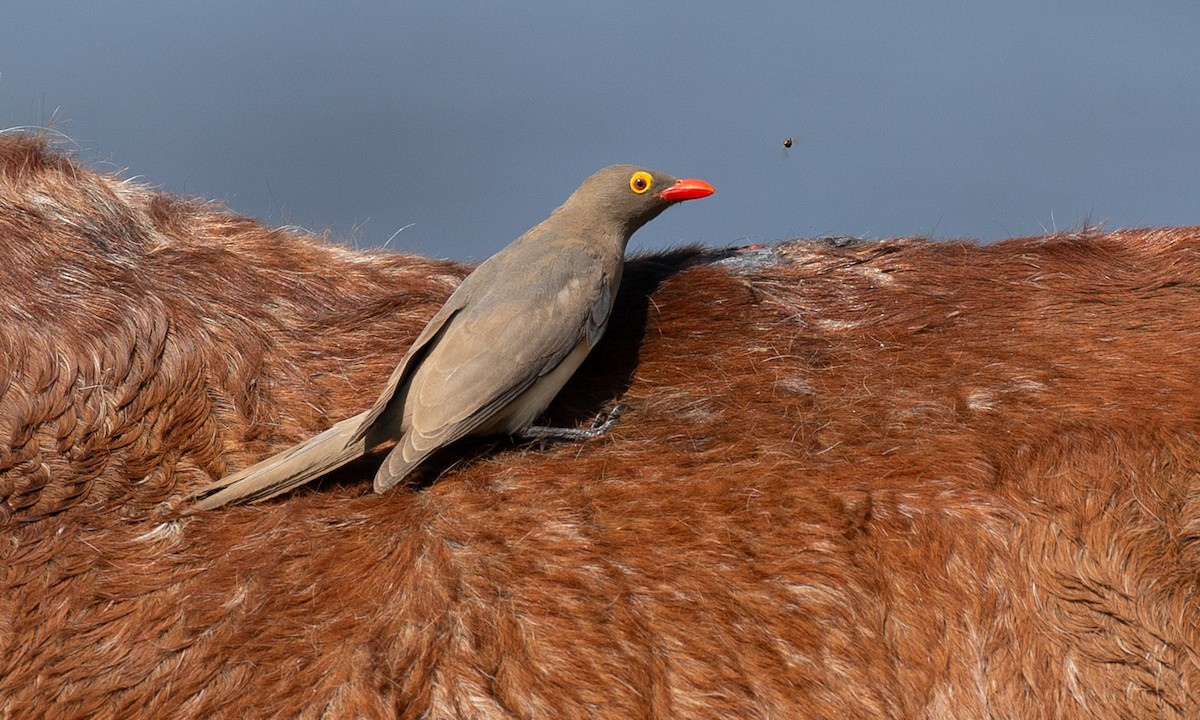 Red-billed Oxpecker - ML623120389