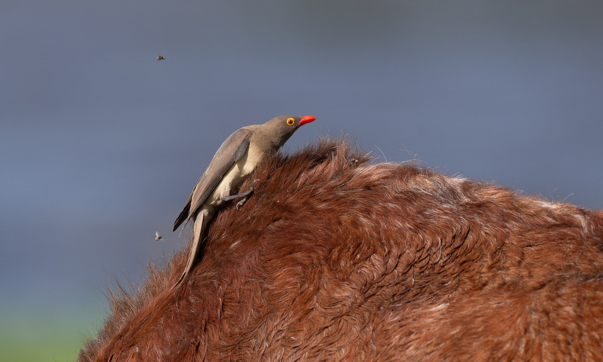 Red-billed Oxpecker - ML623120390