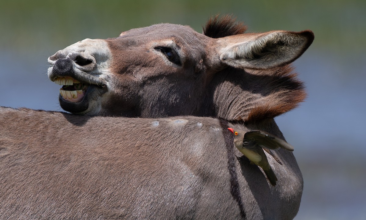 Red-billed Oxpecker - ML623120392