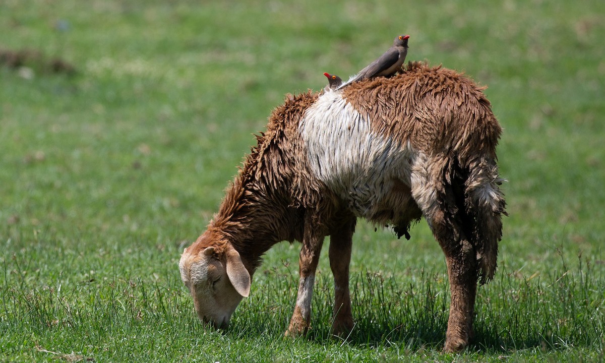 Red-billed Oxpecker - ML623120393