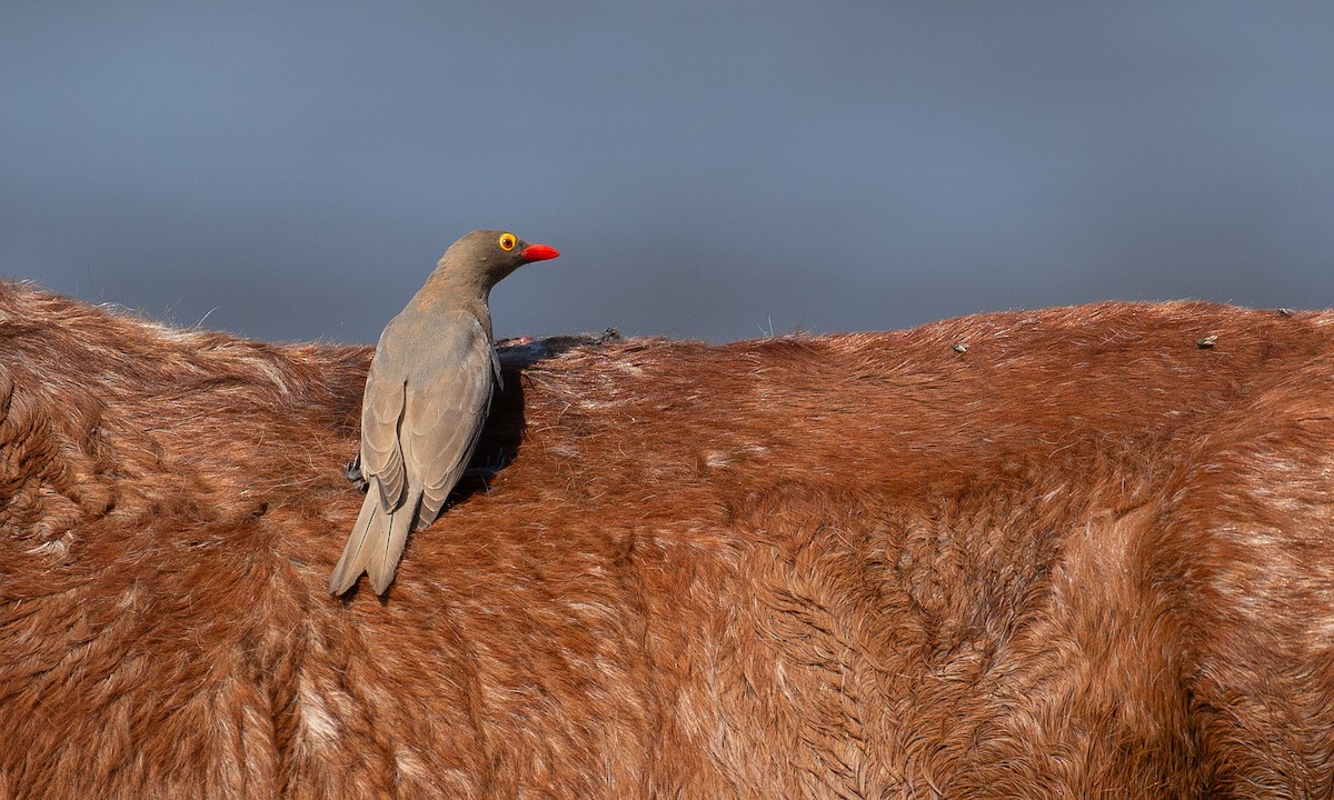 Red-billed Oxpecker - ML623120394