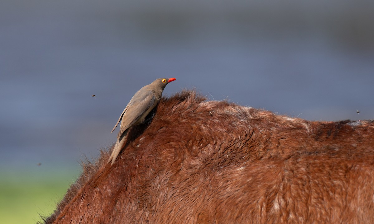 Red-billed Oxpecker - ML623120395
