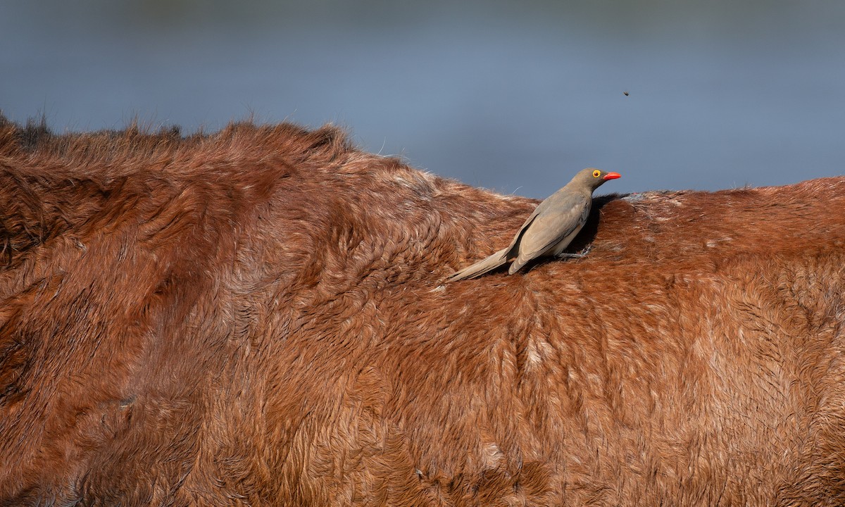 Red-billed Oxpecker - ML623120396
