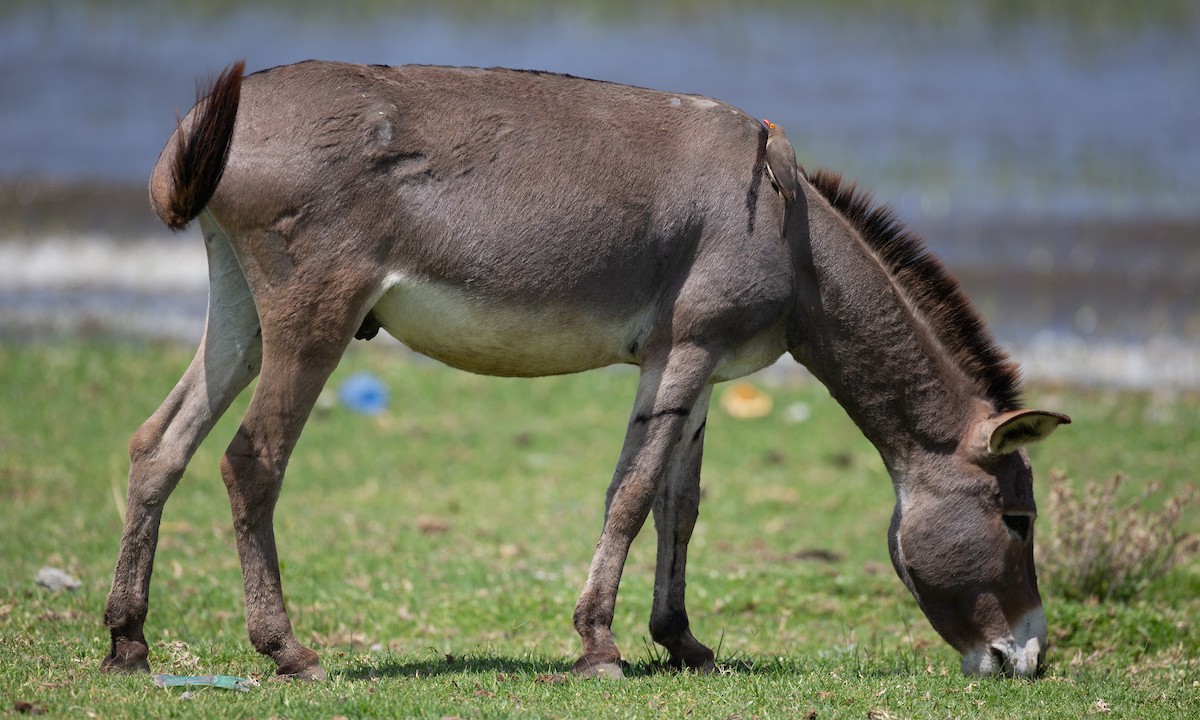 Red-billed Oxpecker - ML623120397