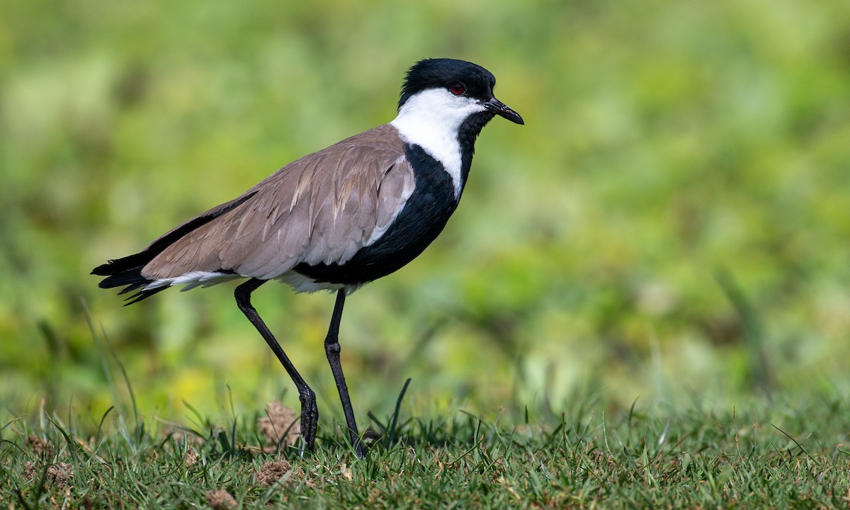 Spur-winged Lapwing - ML623120402