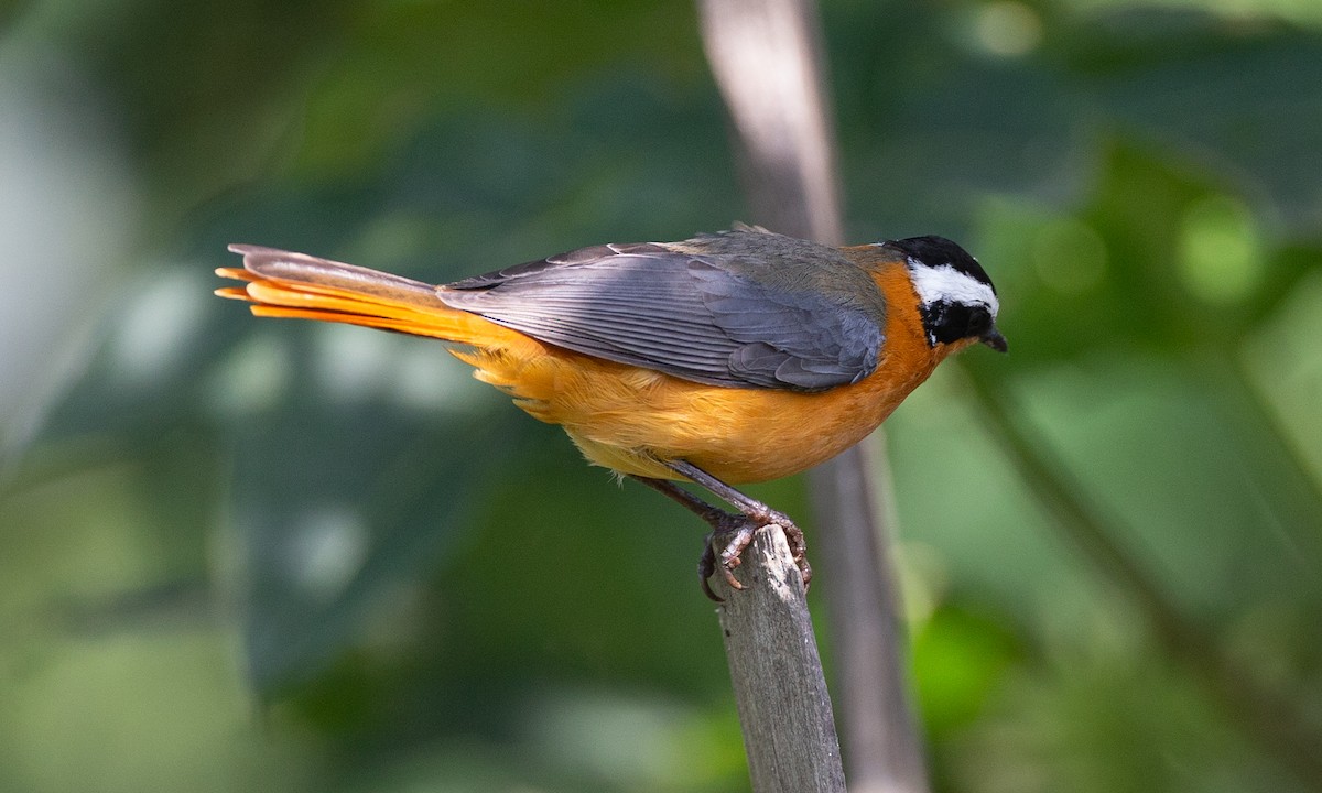 White-browed Robin-Chat - ML623120403