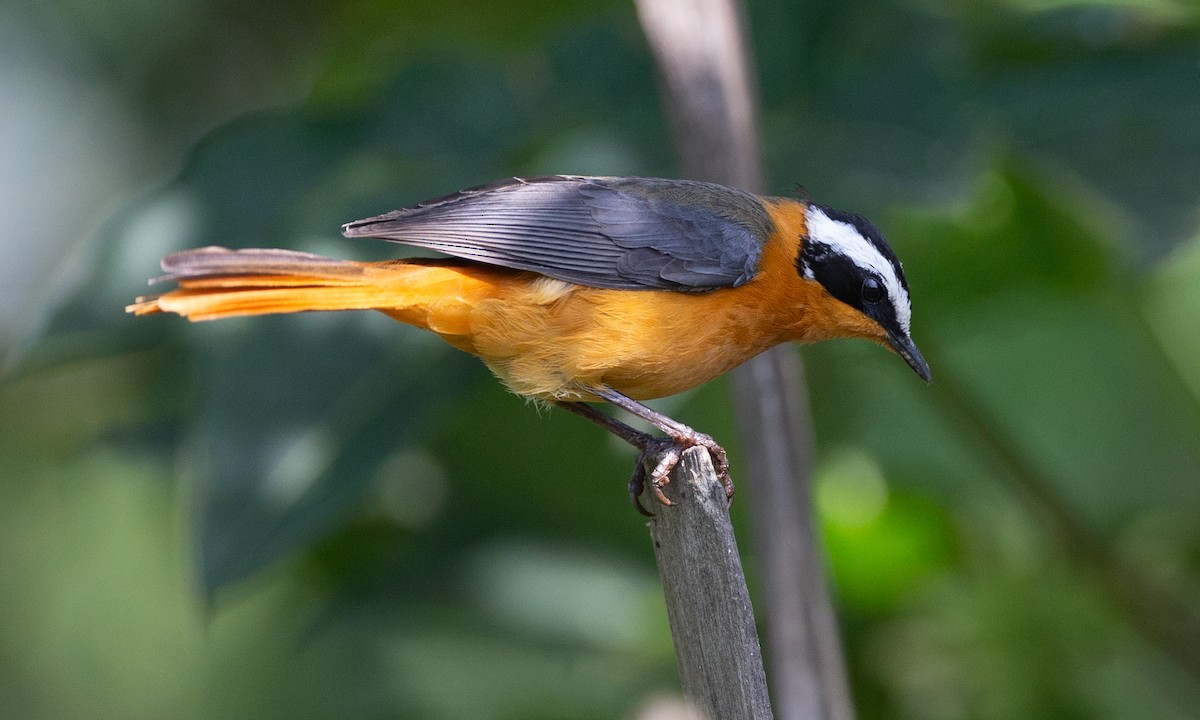 White-browed Robin-Chat - ML623120404