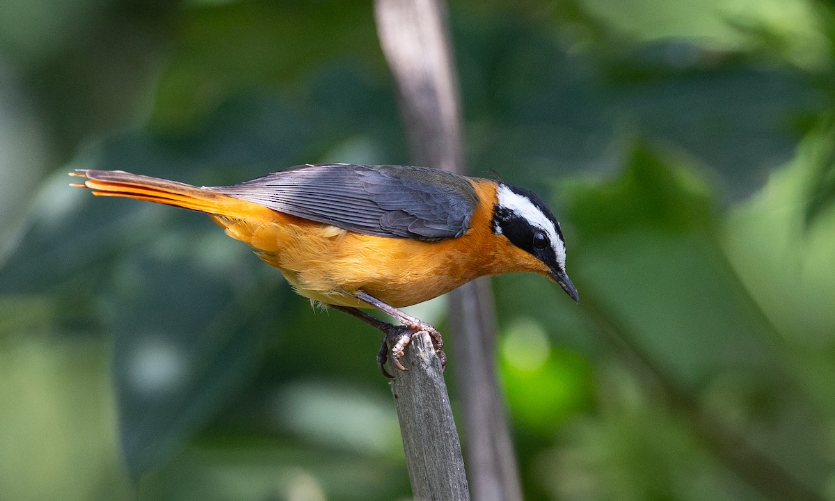 White-browed Robin-Chat - ML623120405