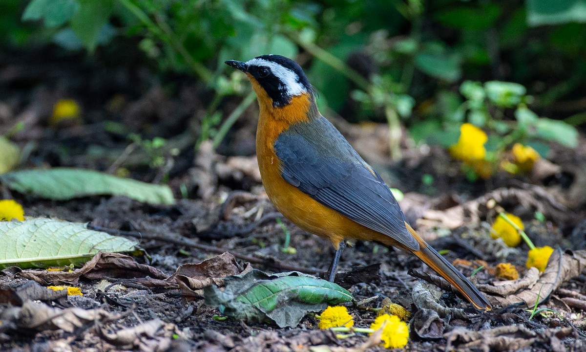 White-browed Robin-Chat - ML623120406