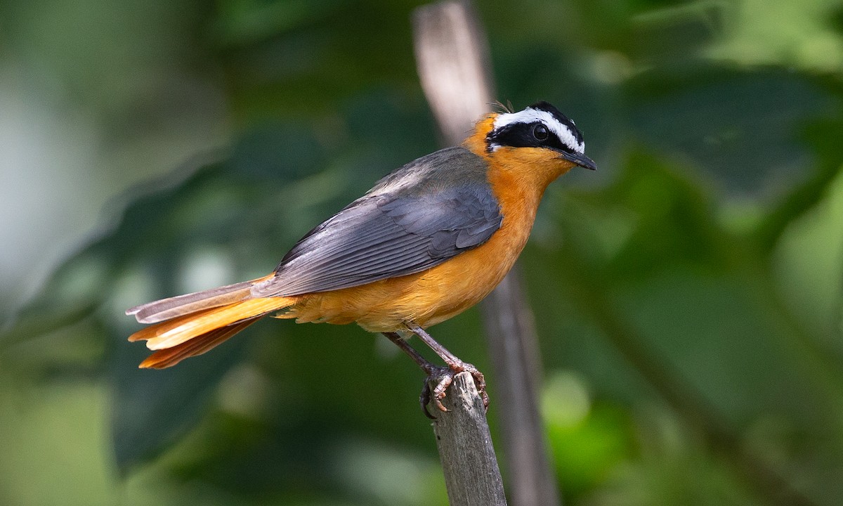 White-browed Robin-Chat - ML623120407