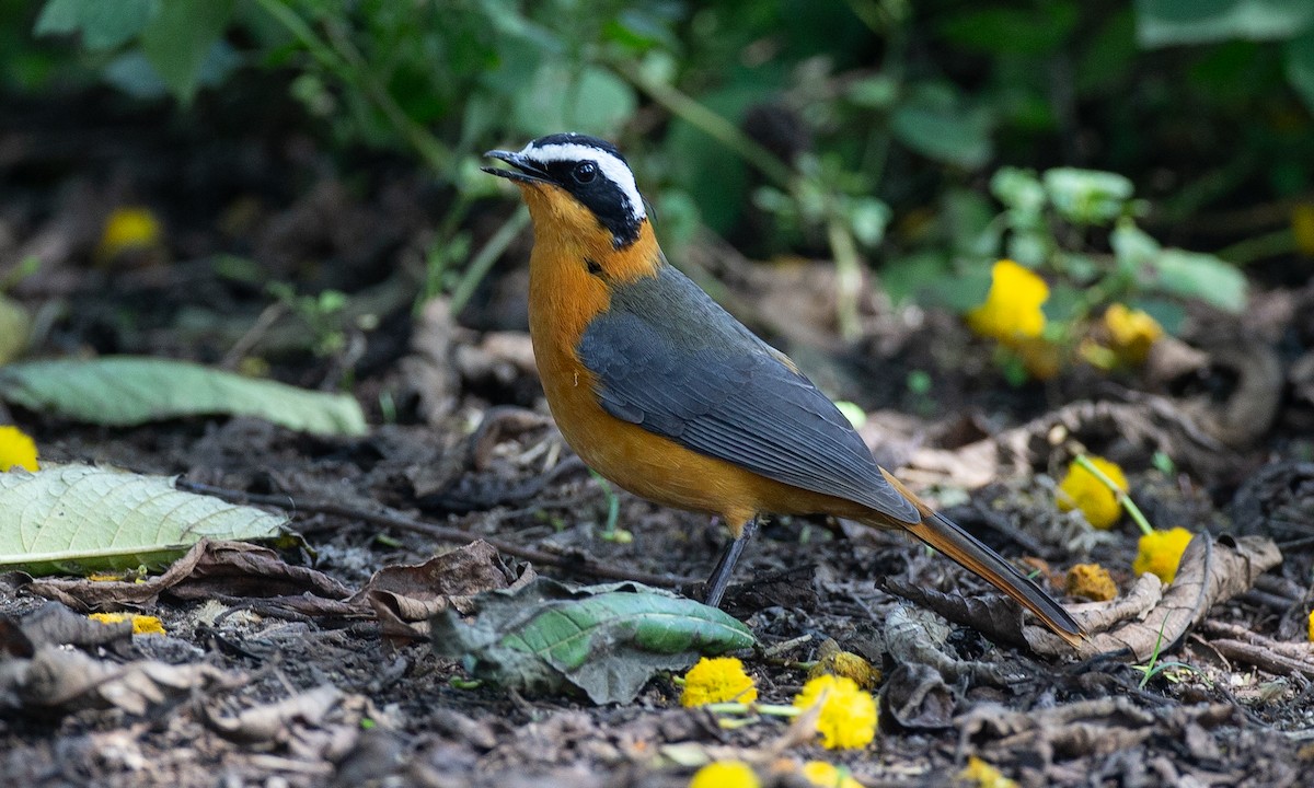 White-browed Robin-Chat - ML623120408