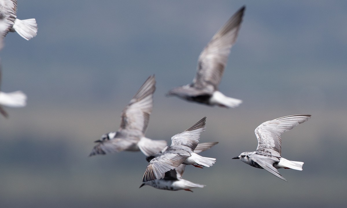 Буурал хараалай - ML623120410