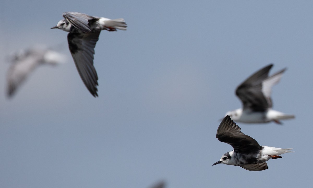 Буурал хараалай - ML623120411