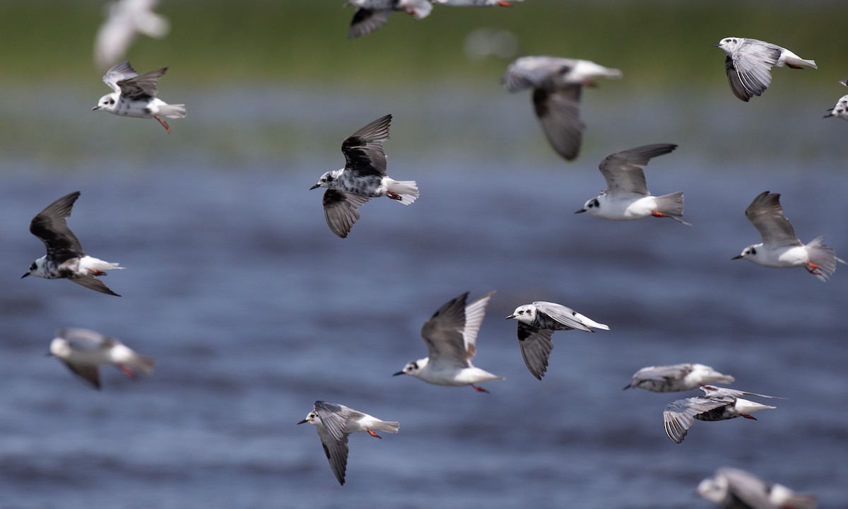 Буурал хараалай - ML623120412