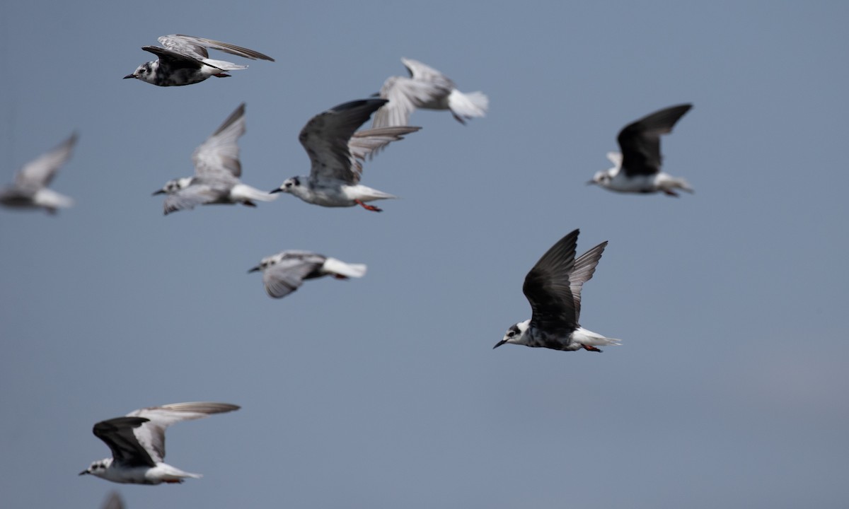 Буурал хараалай - ML623120413