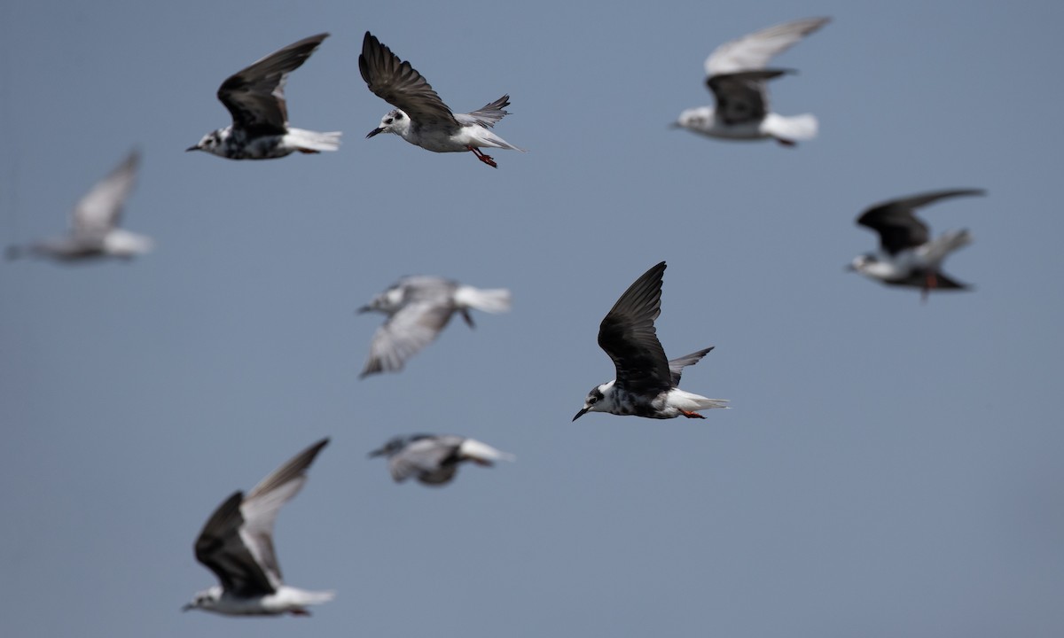 Буурал хараалай - ML623120414