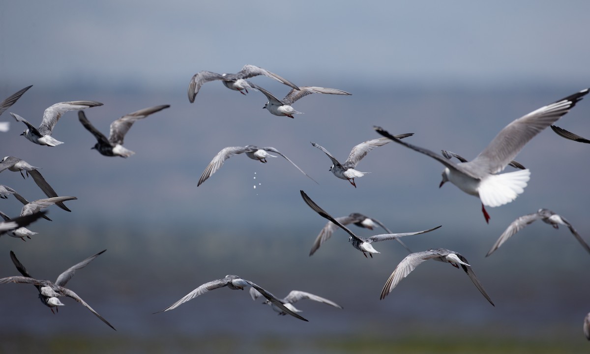 Буурал хараалай - ML623120421