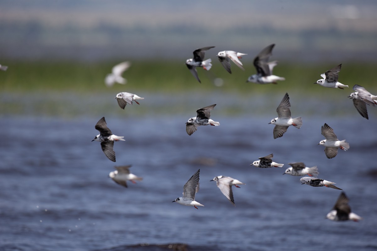 Буурал хараалай - ML623120425