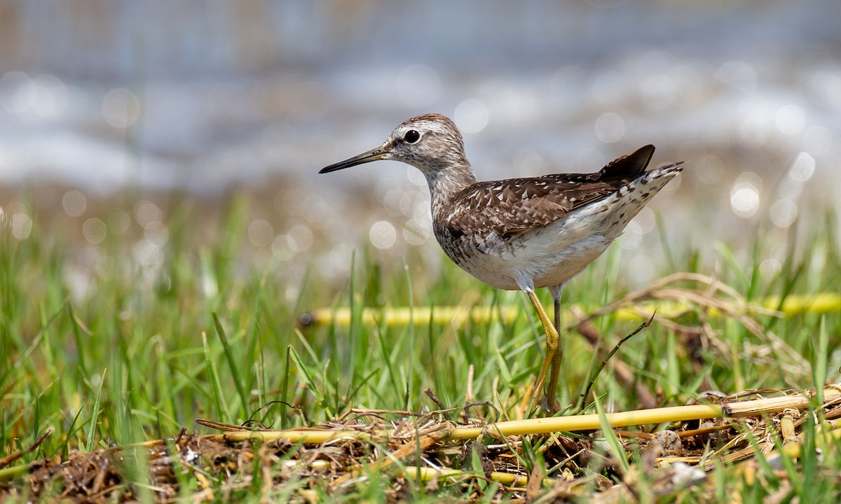 Шугуйн хөгчүү - ML623120430