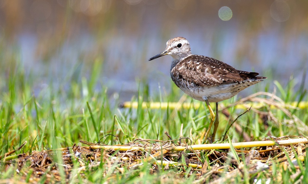 Шугуйн хөгчүү - ML623120431